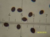Panaeolus goossensiae image