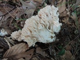 Ramaria caulifloriformis image