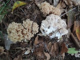 Ramaria caulifloriformis image