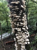 Pleurotus pulmonarius image
