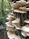 Pleurotus pulmonarius image
