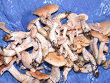 Hydnum oregonense image