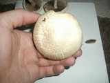 Agrocybe dura image