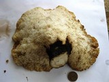 Polyporus tuberaster image
