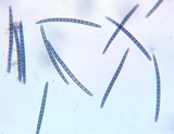 Geoglossum difforme image