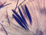 Geoglossum difforme image