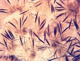 Geoglossum difforme image