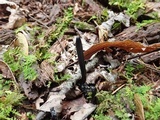 Geoglossum difforme image