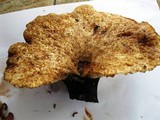 Polyporus tuberaster image