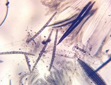 Trichoglossum hirsutum image