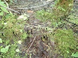 Trichoglossum variabile image