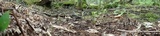 Trichoglossum variabile image