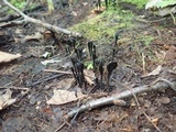 Trichoglossum variabile image