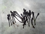 Trichoglossum variabile image