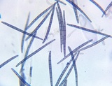Trichoglossum variabile image