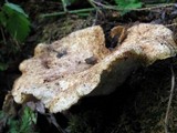 Polyporus tuberaster image