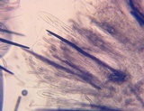 Trichoglossum variabile image