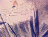 Trichoglossum variabile image