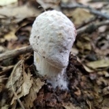 Hypomyces hyalinus image