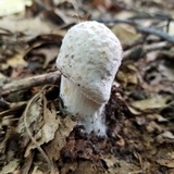 Hypomyces hyalinus image