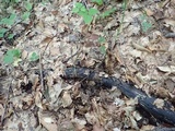Xylaria longipes image