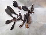 Xylaria longipes image