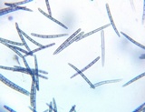 Geoglossum cookeanum image