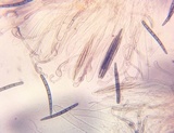 Geoglossum cookeanum image