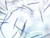 Geoglossum cookeanum image