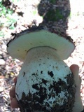 Boletus regineus image