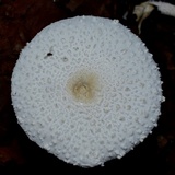 Leucocoprinus cretaceus image