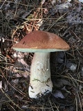 Boletus subcaerulescens image