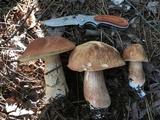 Boletus subcaerulescens image