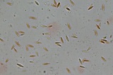 Lachnum virgineum image