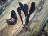 Trichoglossum farlowii image