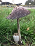 Coprinus calyptratus image