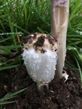 Coprinus calyptratus image