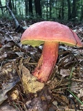 Boletus pallidoroseus image