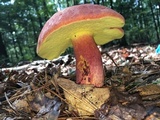 Boletus pallidoroseus image