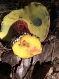 Boletus pallidoroseus image