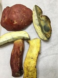 Boletus pallidoroseus image