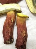Boletus pallidoroseus image