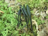 Trichoglossum walteri image