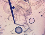 Trichoglossum walteri image