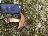 Boletus vermiculosoides image