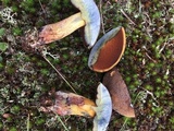 Boletus vermiculosoides image