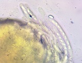Acervus epispartius image