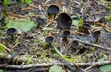 Plectania nannfeldtii image