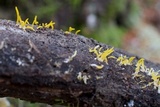 Calocera cornea image