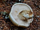 Tricholoma zelleri image